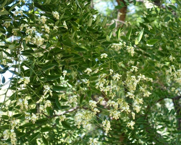 Sophora japonica - meerstammig