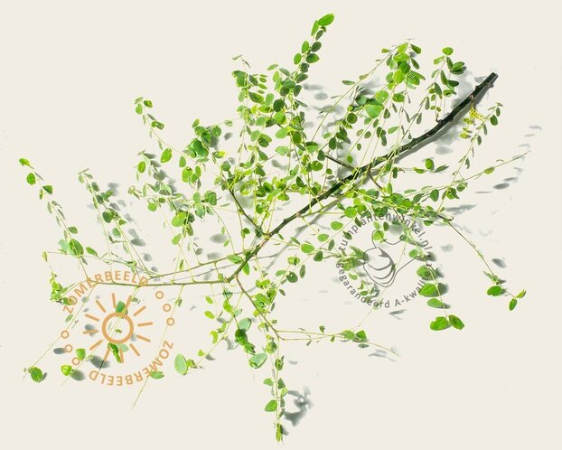 Sophora japonica - meerstammig