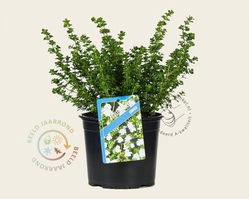Prostanthera cuneata