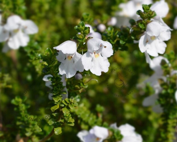 Prostanthera cuneata