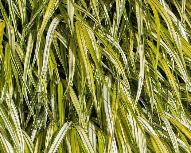 Hakonechloa macra 'Aureola'