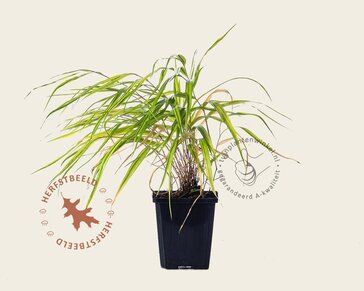 Hakonechloa macra 'Aureola'