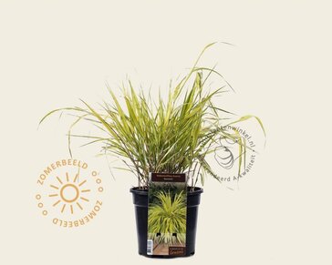 Hakonechloa macra 'Aureola'