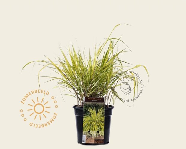 Hakonechloa macra 'Aureola'