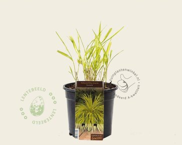 Hakonechloa macra 'Aureola'