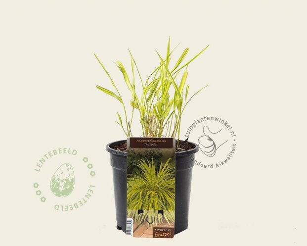 Hakonechloa macra 'Aureola'
