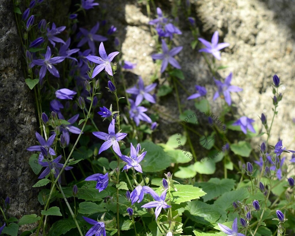 Campanula poscharskyana