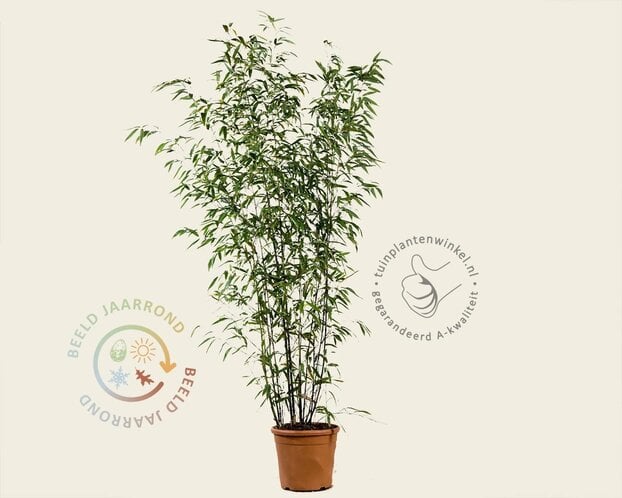 Phyllostachys nigra