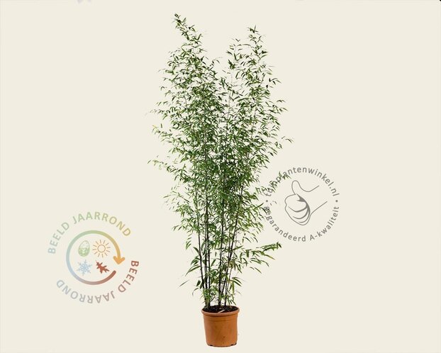 Phyllostachys nigra