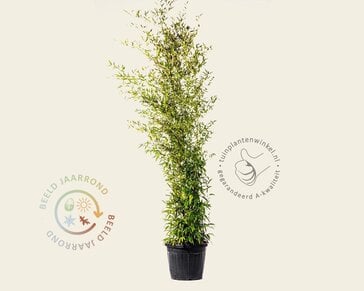 Phyllostachys nigra