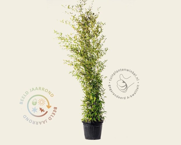 Phyllostachys nigra