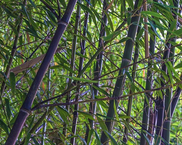 Phyllostachys nigra