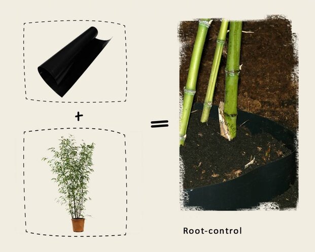 Phyllostachys nigra
