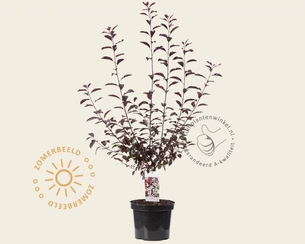 Prunus cistena