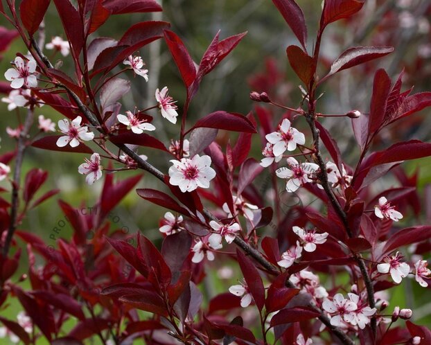 Prunus cistena