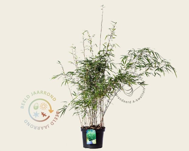 Fargesia rufa