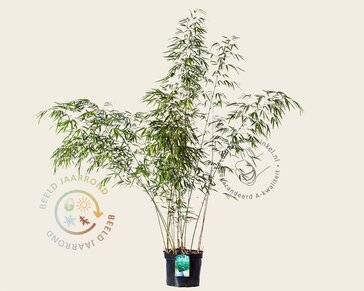 Fargesia rufa