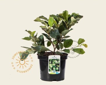 Fothergilla major