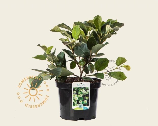 Fothergilla major