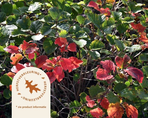 Fothergilla major