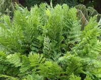 Osmunda regalis