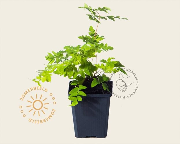 Osmunda regalis