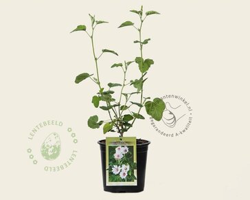 Lavatera 'Barnsley'