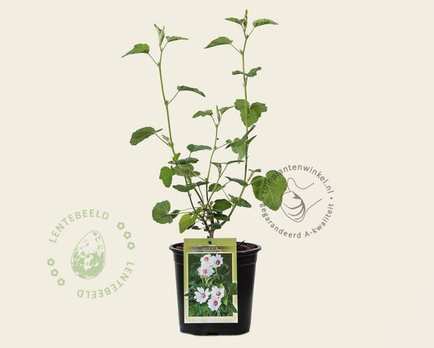 Lavatera 'Barnsley'