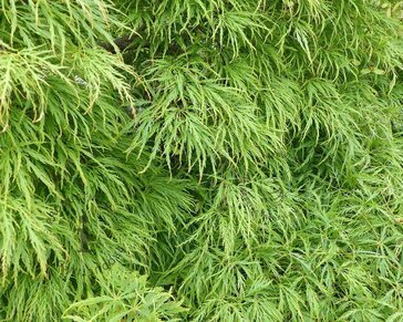 Acer palmatum 'Dissectum'