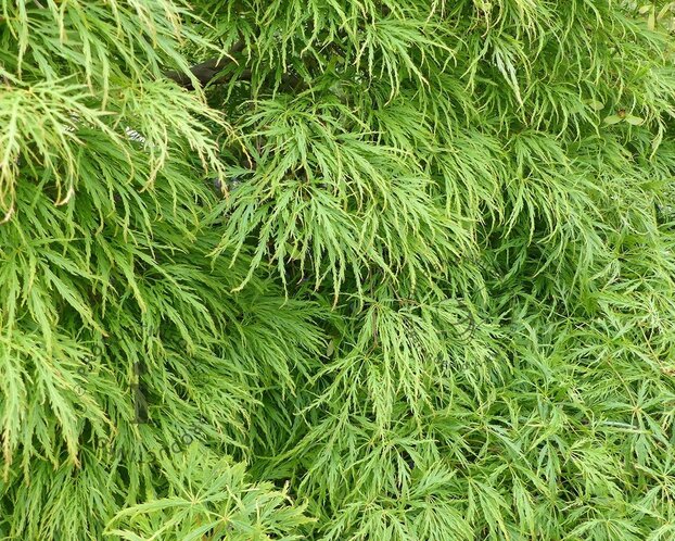 Acer palmatum 'Dissectum'