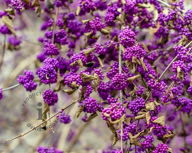 Callicarpa bodinieri 'Profusion'
