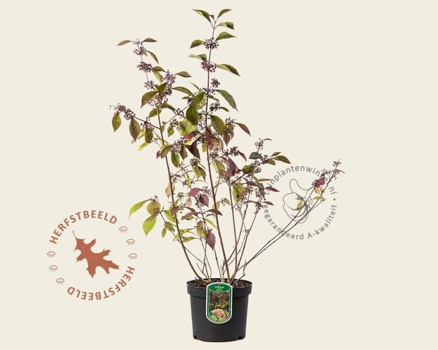 Callicarpa bodinieri 'Profusion'