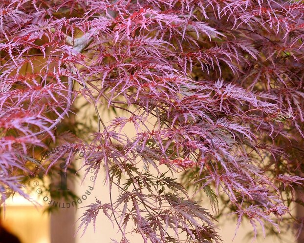 Acer palmatum 'Garnet'