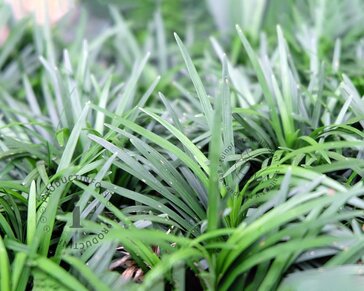Ophiopogon japonicus