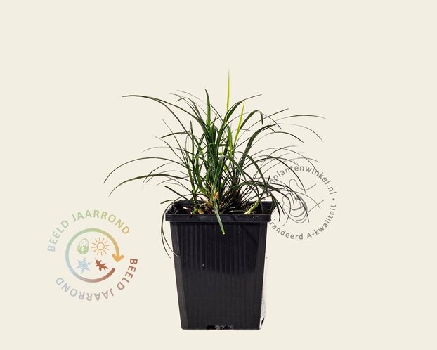 Ophiopogon japonicus