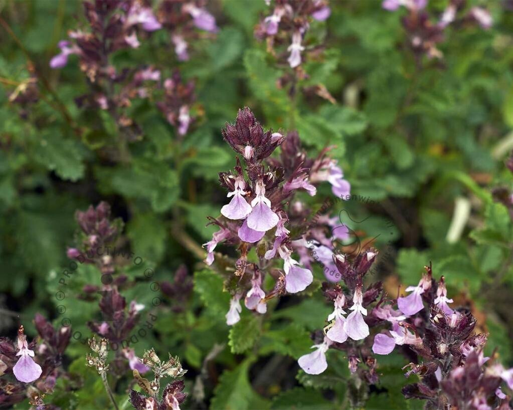 Teucrium chamaedrys