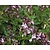 Teucrium chamaedrys