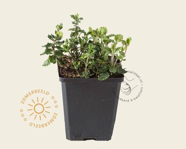 Teucrium chamaedrys