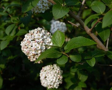 Viburnum carlcephalum