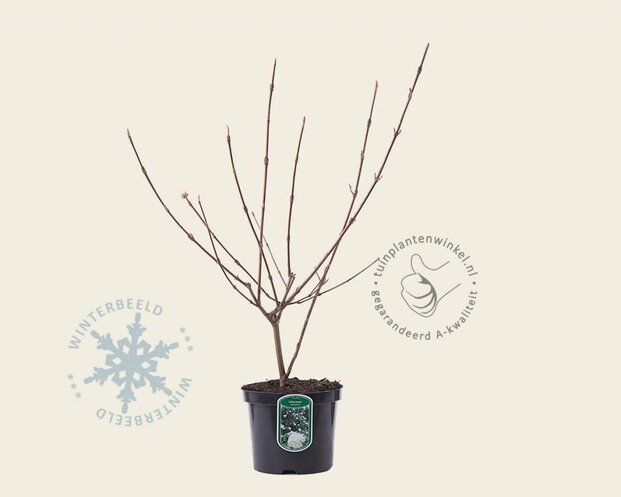 Viburnum carlcephalum