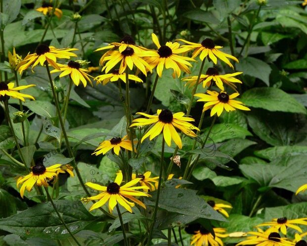 Rudbeckia fulgida 'Goldsturm'
