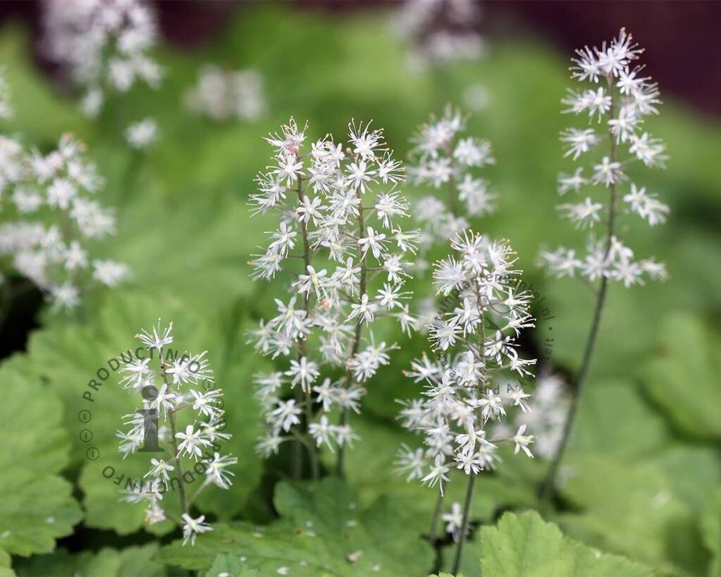 Tiarella cordifolia