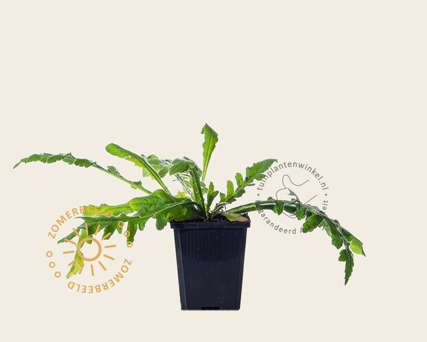 Knautia macedonica
