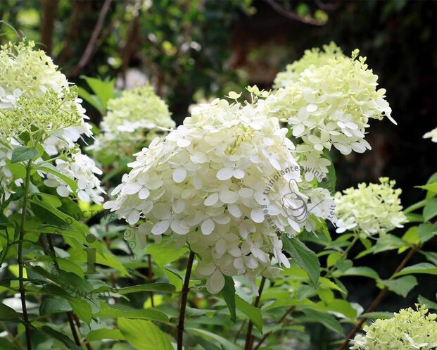 Hydrangea paniculata 'Grandiflora'