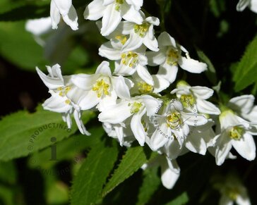 Deutzia gracilis 'Nikko'