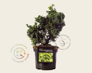 Chamaecyparis obtusa 'Nana Gracilis' 20/25