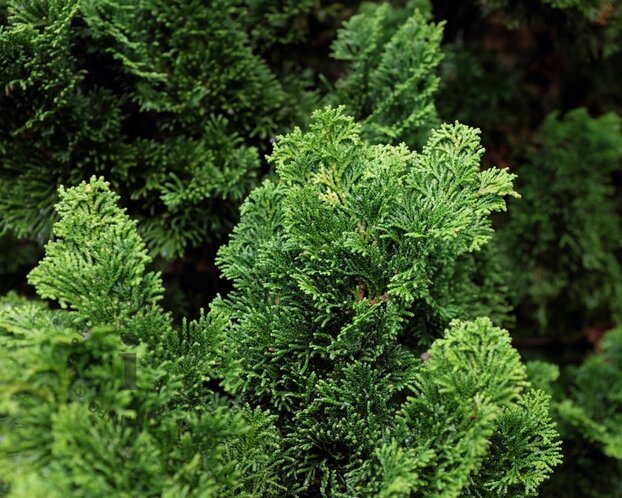 Chamaecyparis obtusa 'Nana Gracilis' 20/25