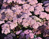 Sedum 'Matrona'