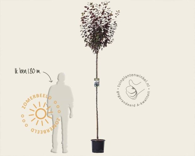 Prunus cerasifera 'Nigra'
