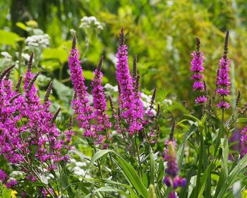 Lythrum salicaria